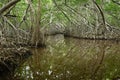 Mangroves in Progreso Royalty Free Stock Photo