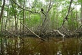 Mangroves in Progreso Royalty Free Stock Photo