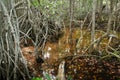 Mangroves in Progreso Royalty Free Stock Photo