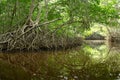 Mangroves in Progreso Royalty Free Stock Photo