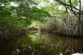 Mangroves in Progreso Royalty Free Stock Photo