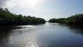 Mangroves at punta rusia Royalty Free Stock Photo