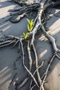 Mangroves on the river Rio Preguica