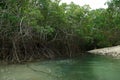 Mangroves roots up close, Mogo Mogo island, Panama.