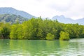 Mangroves by the sea Royalty Free Stock Photo