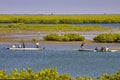 Mangroves in Senegal, great place for tourists to visit by boat