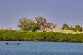 Mangroves in Senegal, great place for tourists to visit by boat