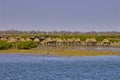 Mangroves in Senegal, great place for tourists to visit by boat