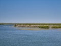 Mangroves in Senegal, great place for tourists to visit by boat