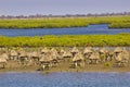 Mangroves in Senegal, great place for tourists to visit by boat