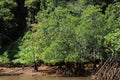 Mangroves in the shallow water of Chiriqui, Panama