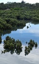 Mangroves on the shores of a small village inlet south east Victoria, Australia