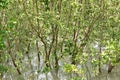 Mangroves in Sundarban Royalty Free Stock Photo