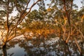 Mangroves during sunrise