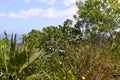 Mangroves on the top of the mountain. Exotic vegetation of the Seychelles. Green thickets and blue sky.