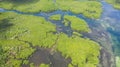 Mangroves, top view. Mangrove forest and winding rivers Royalty Free Stock Photo