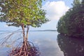 Mangroves tree