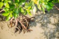 Mangroves tree plant grow into sea water
