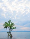 Mangroves tree in the sea Royalty Free Stock Photo