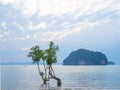 Mangroves tree in the sea Royalty Free Stock Photo