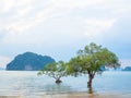 Mangroves tree in the sea Royalty Free Stock Photo