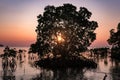 Mangroves Tree Silhouette Water with setting sun background