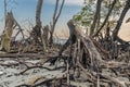 Mangroves tree stumps and dying trees