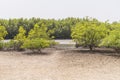 Mangroves trees Royalty Free Stock Photo