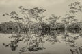 Mangroves Trees Growing In Laguna Grande