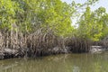 Mangroves trees