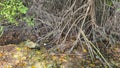 Mangroves trees, parque lineal kennedy, guayaquil, ecuador