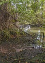 Mangroves trees, parque lineal kennedy, guayaquil, ecuador