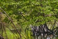 Mangroves trees, parque lineal kennedy, guayaquil, ecuador