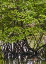 Mangroves trees, parque lineal kennedy, guayaquil, ecuador