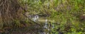 Mangroves trees, parque lineal kennedy, guayaquil, ecuador