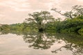 Mangroves Trees Reflection On A Lake Royalty Free Stock Photo
