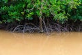 Mangroves trees in water at low tide Royalty Free Stock Photo