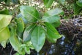 Red Mangrove leaves Rhizophora mucronata Lam. in the nature.