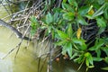 Mangrove leaves Rhizophora apiculata Blume in the nature.