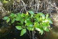 Mangrove leaves Rhizophora apiculata Blume in the nature.