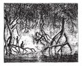 Mangroves, vintage engraving