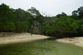 Mangroves in a yellow sand beach of Mogo Mogo island, Panama