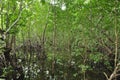 Mangroves in Zanzibar Royalty Free Stock Photo
