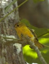 Mangrovezanger, American yellow warbler, Setophaga petechia ssp Royalty Free Stock Photo