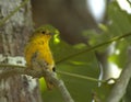 Mangrovezanger, American yellow warbler, Setophaga petechia ssp Royalty Free Stock Photo