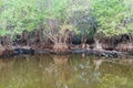 Mangrovs in the wildlife reserve Biotopo Monterrico-Hawaii, Guatema Royalty Free Stock Photo