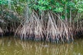 Mangrovs in the wildlife reserve Biotopo Monterrico-Hawaii, Guatema Royalty Free Stock Photo