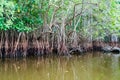 Mangrovs in the wildlife reserve Biotopo Monterrico-Hawaii, Guatema Royalty Free Stock Photo