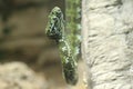 Mangshan pit viper Royalty Free Stock Photo