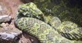 Mangshan Pit Viper Trimeresurus mangshanensis Royalty Free Stock Photo